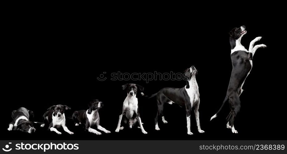 Beautiful dog lying on the floor with a sad look, isolated on black