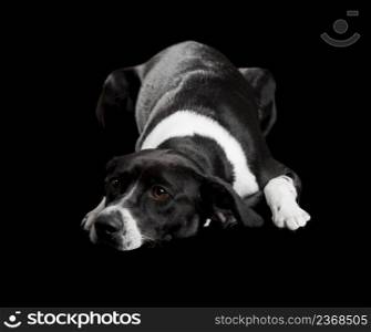 Beautiful dog lying on the floor with a sad look, isolated on black