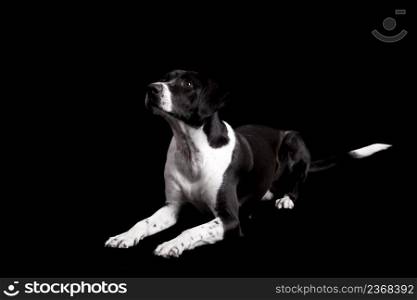 Beautiful dog lying on the floor with and looking upwards, isolated on black