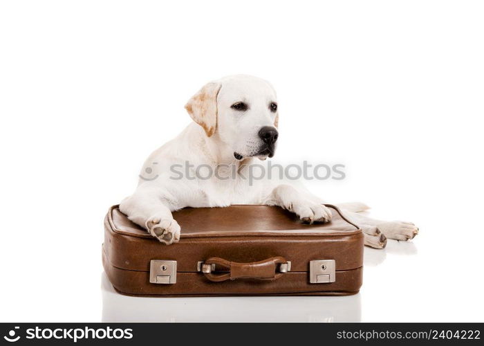 Beautiful dog of breed Labrador retriever lying over a baggage