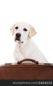 Beautiful dog of breed Labrador retriever sitting behind a baggage