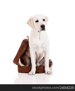 Beautiful dog of breed Labrador retriever sitting inside a open baggage