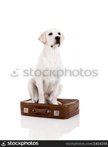 Beautiful dog of breed Labrador retriever sitting over a baggage