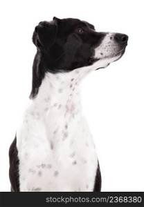 Beautiful dog portrait isolated on white background