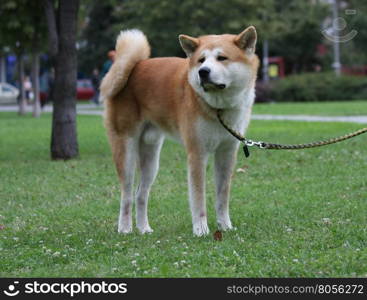 Beautiful dog proudly posing in public park