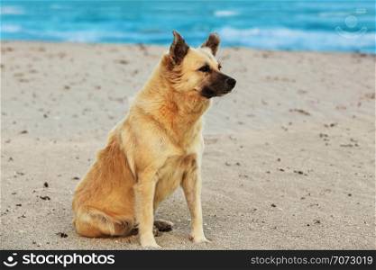 Beautiful dog sitting on the beach