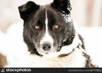 Beautiful dog standing under snowfall winter day