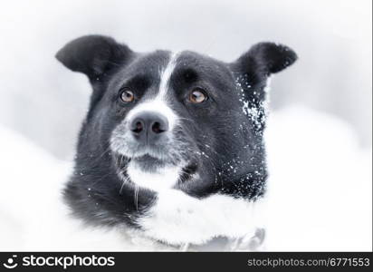 Beautiful dog standing under snowfall winter day