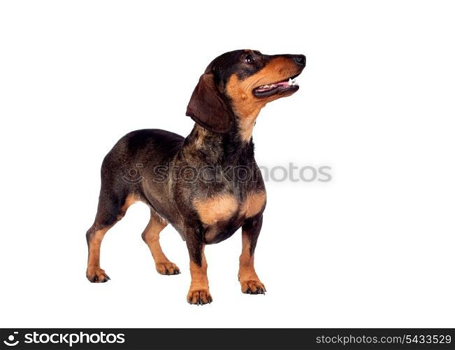 Beautiful dog teckel isolated on white background