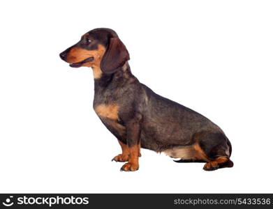 Beautiful dog teckel isolated on white background