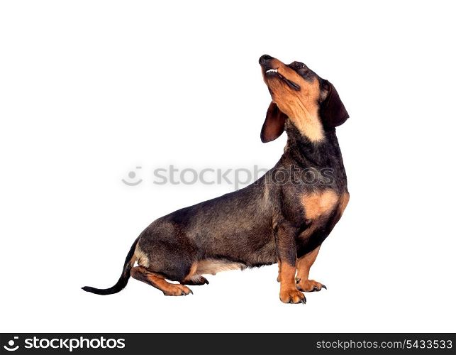 Beautiful dog teckel looking up isolated on white background
