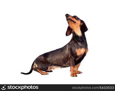 Beautiful dog teckel looking up isolated on white background