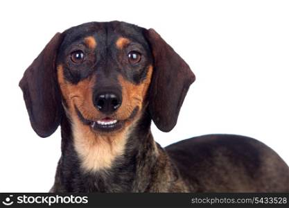 Beautiful dog teckel smiling isolated on white background