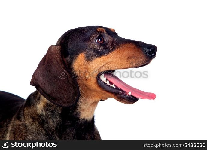 Beautiful dog teckel yawning isolated on white background