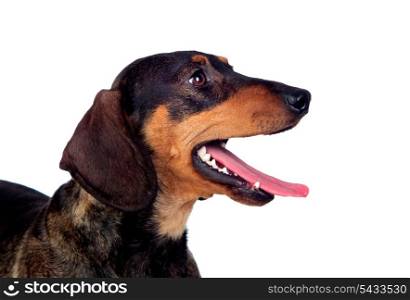 Beautiful dog teckel yawning isolated on white background
