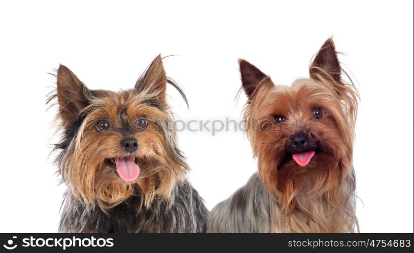 Beautiful dogs isolated on a white background