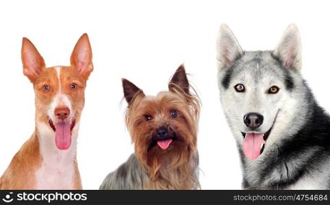 Beautiful dogs isolated on a white background