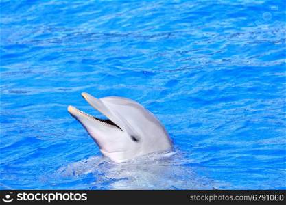 Beautiful dolphin in bright blue water.