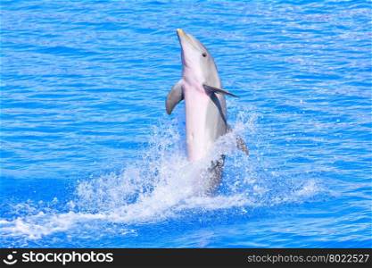 Beautiful dolphin in bright blue water performing trick