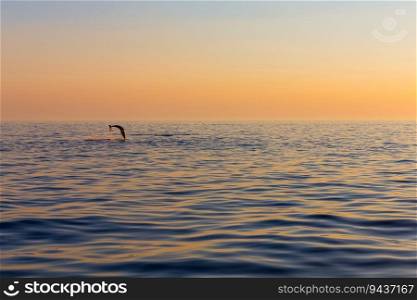 beautiful dolphin jumped from sunset sea near Rovinj, Croatia