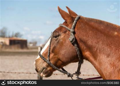 beautiful domestic horses in the Argentine countryside