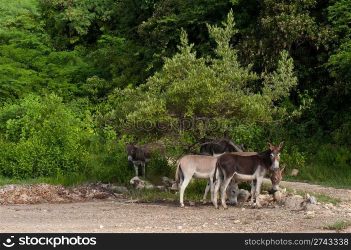 beautiful donkeys in a wildlife landscape at the countryside, Antigua (Caribbean)
