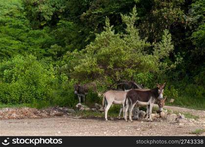 beautiful donkeys in a wildlife landscape at the countryside, Antigua (Caribbean)