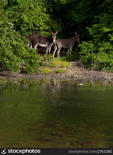 beautiful donkeys next to a lake in a wildlife landscape at the countryside, Antigua (Caribbean)