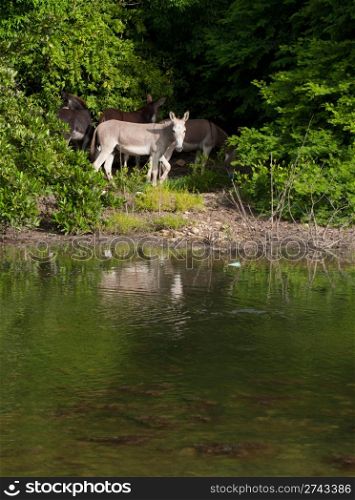 beautiful donkeys next to a lake in a wildlife landscape at the countryside, Antigua (Caribbean)