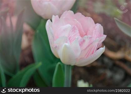 Beautiful double pink tulip. Pink early flowering double tulip. Pink peony tulip in garden