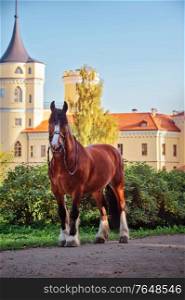 beautiful draft horse posing at castle background. Vladimir heavy draft breed