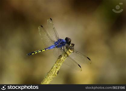 Beautiful dragonflies, insects, animals, macro. Dragonfly, wings, fly, dragonfly caught the branches.