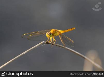Beautiful dragonflies, insects, animals, nature, outdoors, catching dragonflies branches.