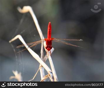Beautiful dragonflies, insects, animals, nature, outdoors, catching dragonflies branches.