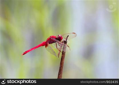 beautiful dragonfly