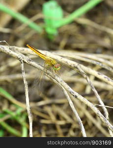 Beautiful dragonfly