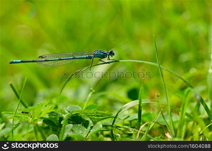 Beautiful dragonfly. Macro shot of nature. Libellula depressa. Insects close up.
