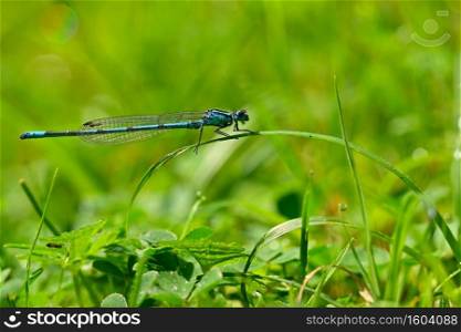 Beautiful dragonfly. Macro shot of nature. Libellula depressa. Insects close up.