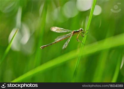 Beautiful dragonfly. Macro shot of nature. Libellula depressa. Insects up close.