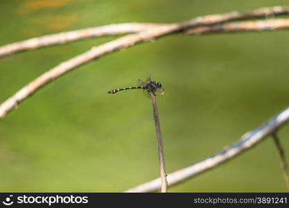 beautiful dragonfly resting on a branch in forest