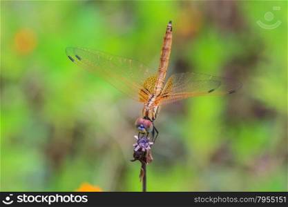 beautiful dragonfly resting on a branch in forest