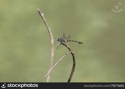 beautiful dragonfly resting on a branch in forest