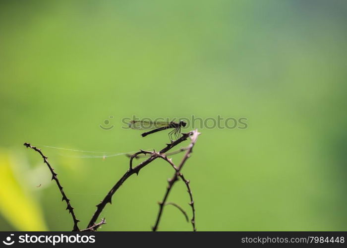 beautiful dragonfly resting on a branch in forest