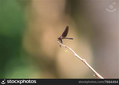 beautiful dragonfly resting on a branch in forest