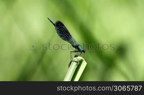 Beautiful dragonfly resting on a leaf
