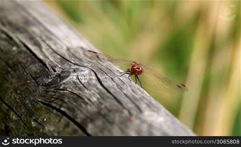 Beautiful dragonfly resting on a wood