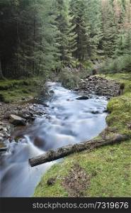Beautiful dramatic landscape image of small brook flwoing through pine trees in Peak District in England