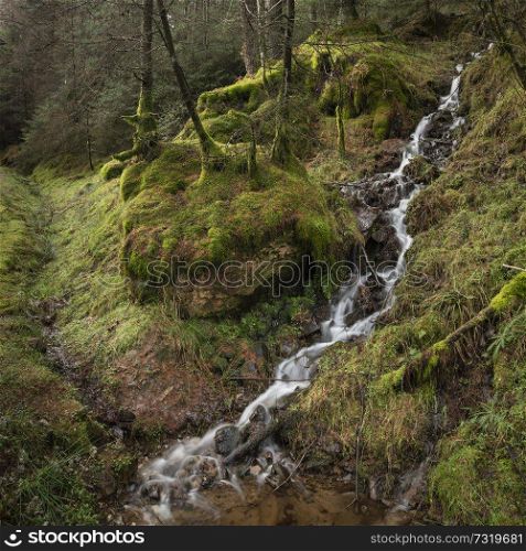 Beautiful dramatic landscape image of small brook flwoing through pine trees in Peak District in England
