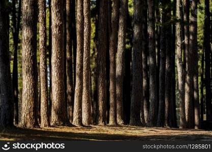 beautiful dramatic light in pine forest with hard light and shadow