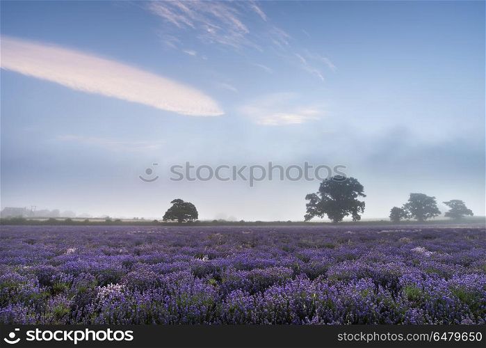 Beautiful dramatic misty sunrise landscape over lavender field i. Stunning dramatic foggy sunrise landscape over lavender field in English countryside